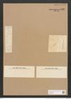 Nitzschia perpusilla Rabh. (de-Toni-Nr.: Genus 47, Species 2138) Zeichnungen Sammlung Grunow Nr. 4306 (NHMW-BOT-W0372326)
